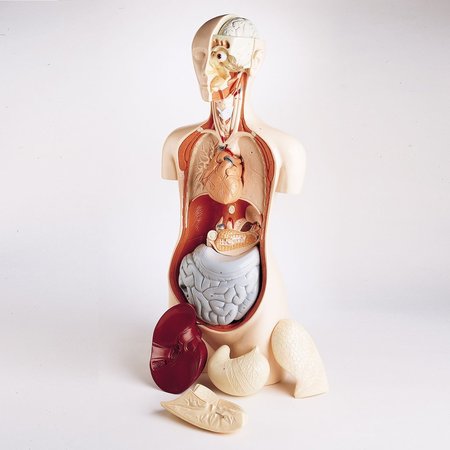 DENOYER-GEPPERT Anatomical Model, Student Knowbody Torso 0830-08